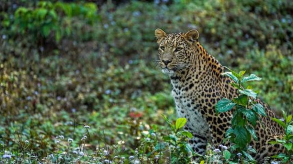 Raja Ji National Park